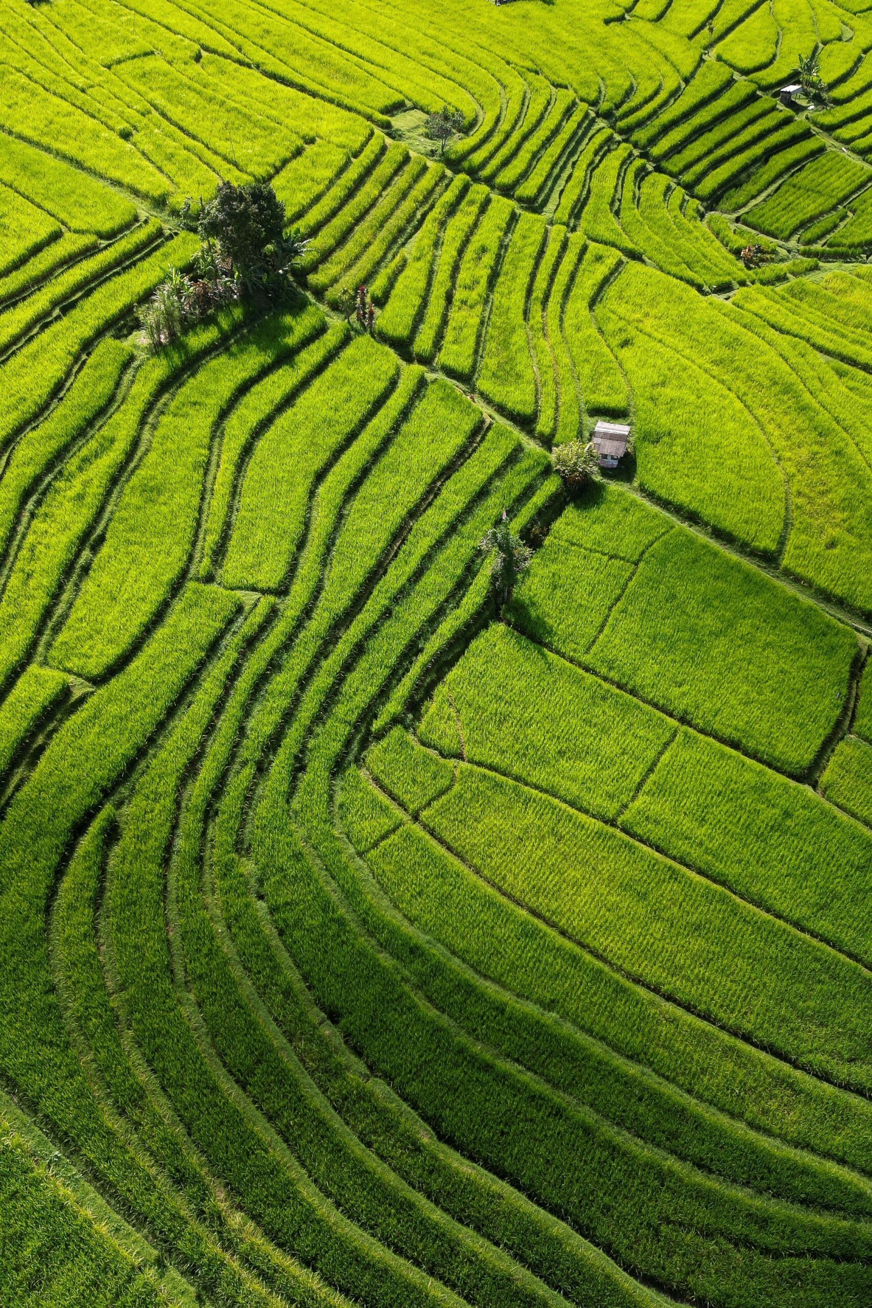 Our Proposal – Debt Relief for Green and Inclusive Recovery
