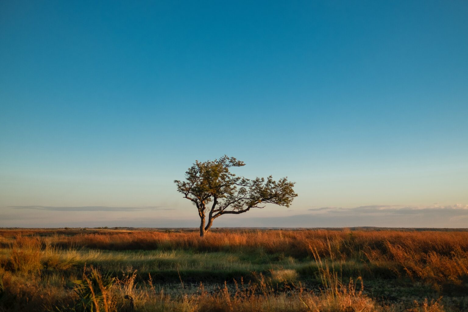 Sovereign Debt: The Elephant in the Room of Climate Finance – Debt ...